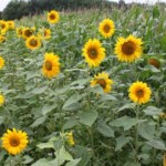 einj. LJ Blühstreifenmischung am Maisschlag