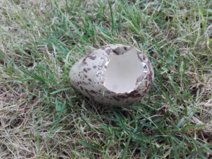 Ein von einer Rabenkrähe prädiertes Ei eines Großen Brachvogels.