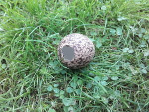 Ein von einer Rabenkrähe prädiertes Kiebitzei.